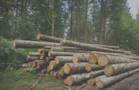 Le gouvernement doit sauver 400 emplois du secteur forestier