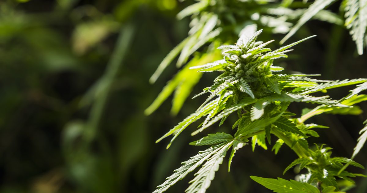 Medicinal Marijuana Plant Closeup