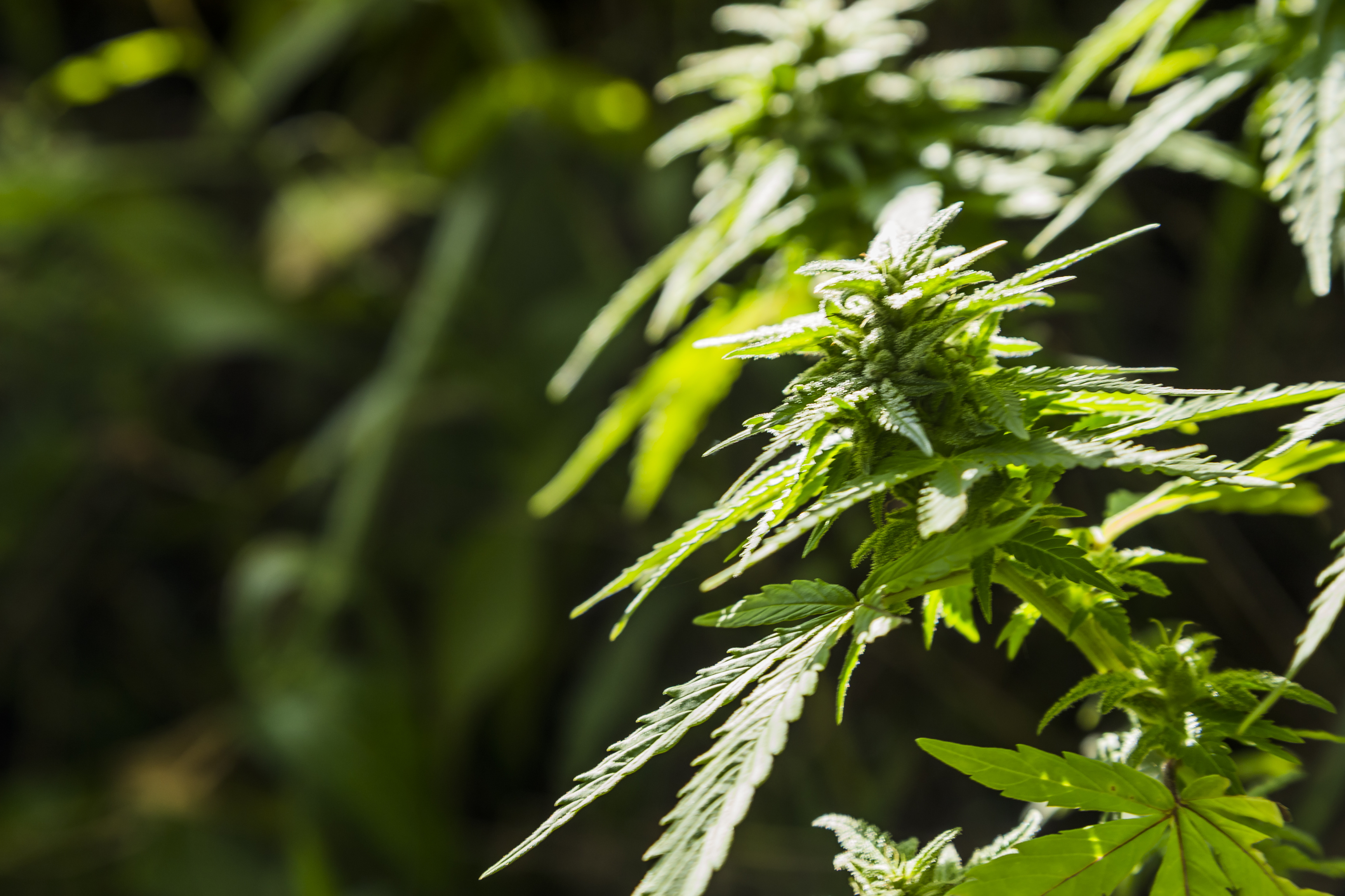 Medicinal Marijuana Plant Closeup