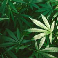2017-06-15_marijuana_CSN 2017-06-15_marijuana_CSN