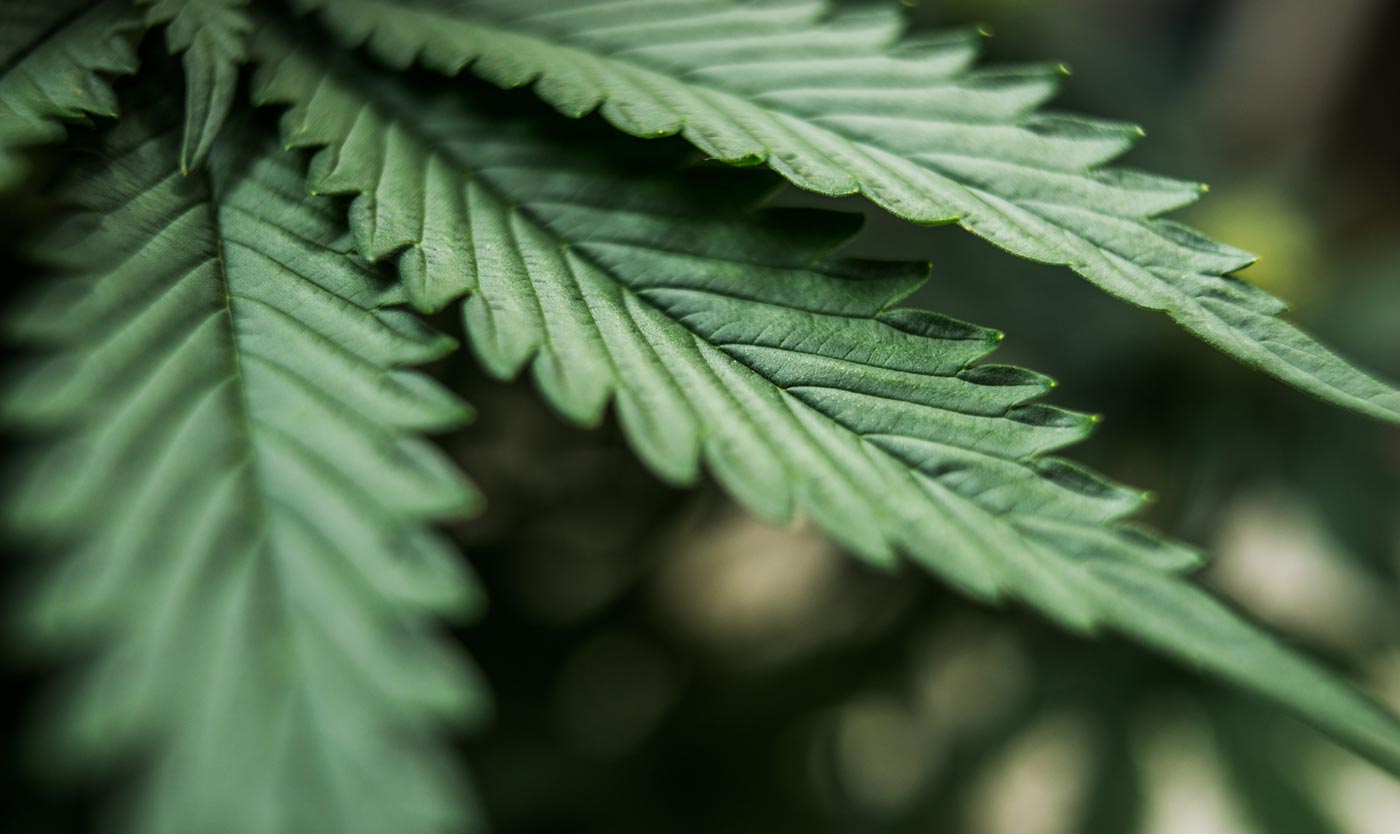 2019-02-08_cannabis_TDHT