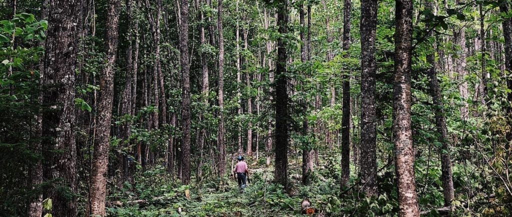 René Martel seul dans les bois. Il est loin et est très petit par rapport aux arbres.