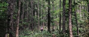 René Martel seul dans les bois. Il est loin et est très petit par rapport aux arbres.