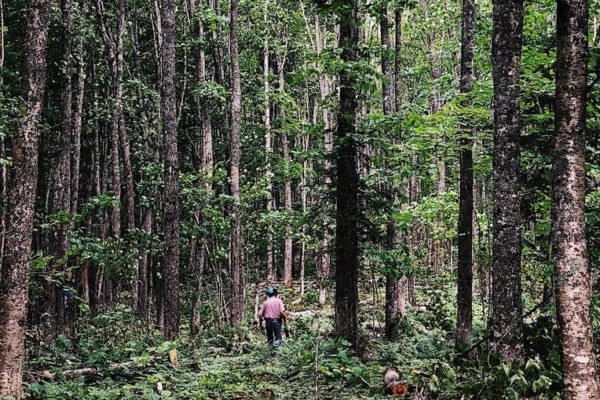 René Martel seul dans les bois. Il est loin et est très petit par rapport aux arbres.