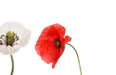 Ne les oublions pas