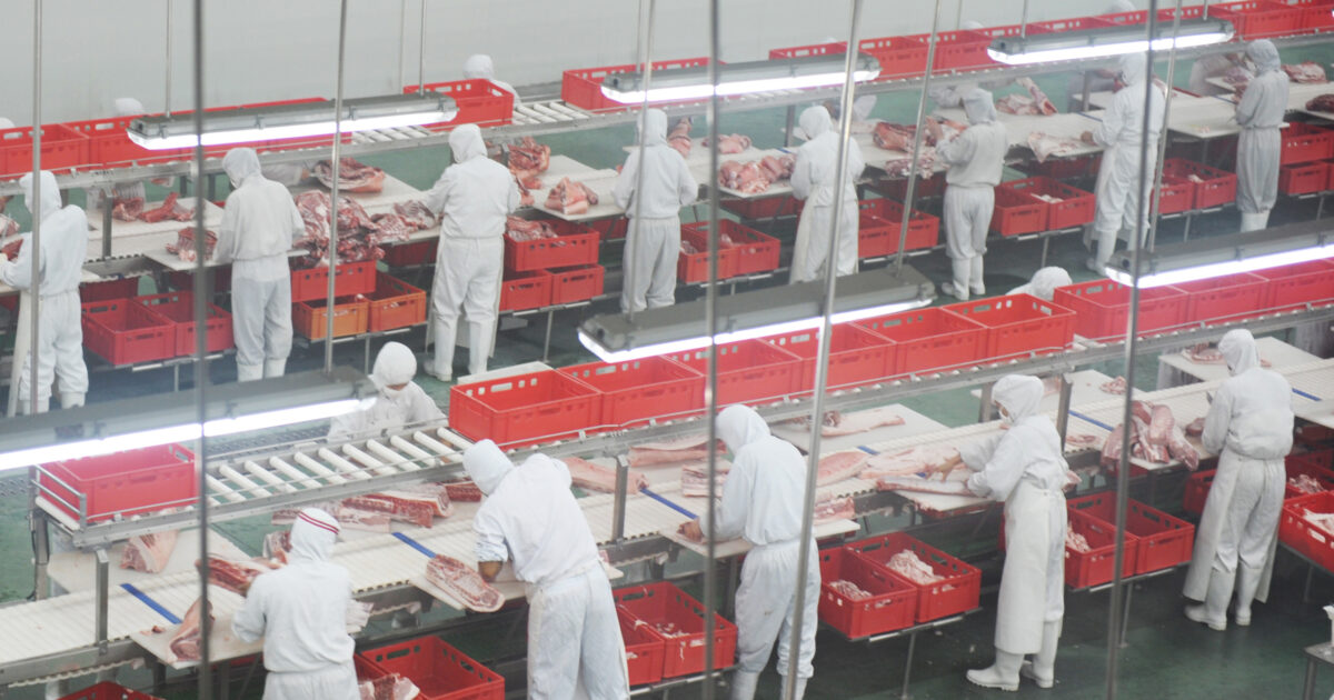 Des travailleuses et travaillaeurs d'abattoirs