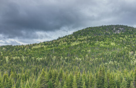 Consultation sur l'avenir de la forêt: les travailleurs et travailleuses doivent être au centre des préoccupations, insistent les organisations syndicales