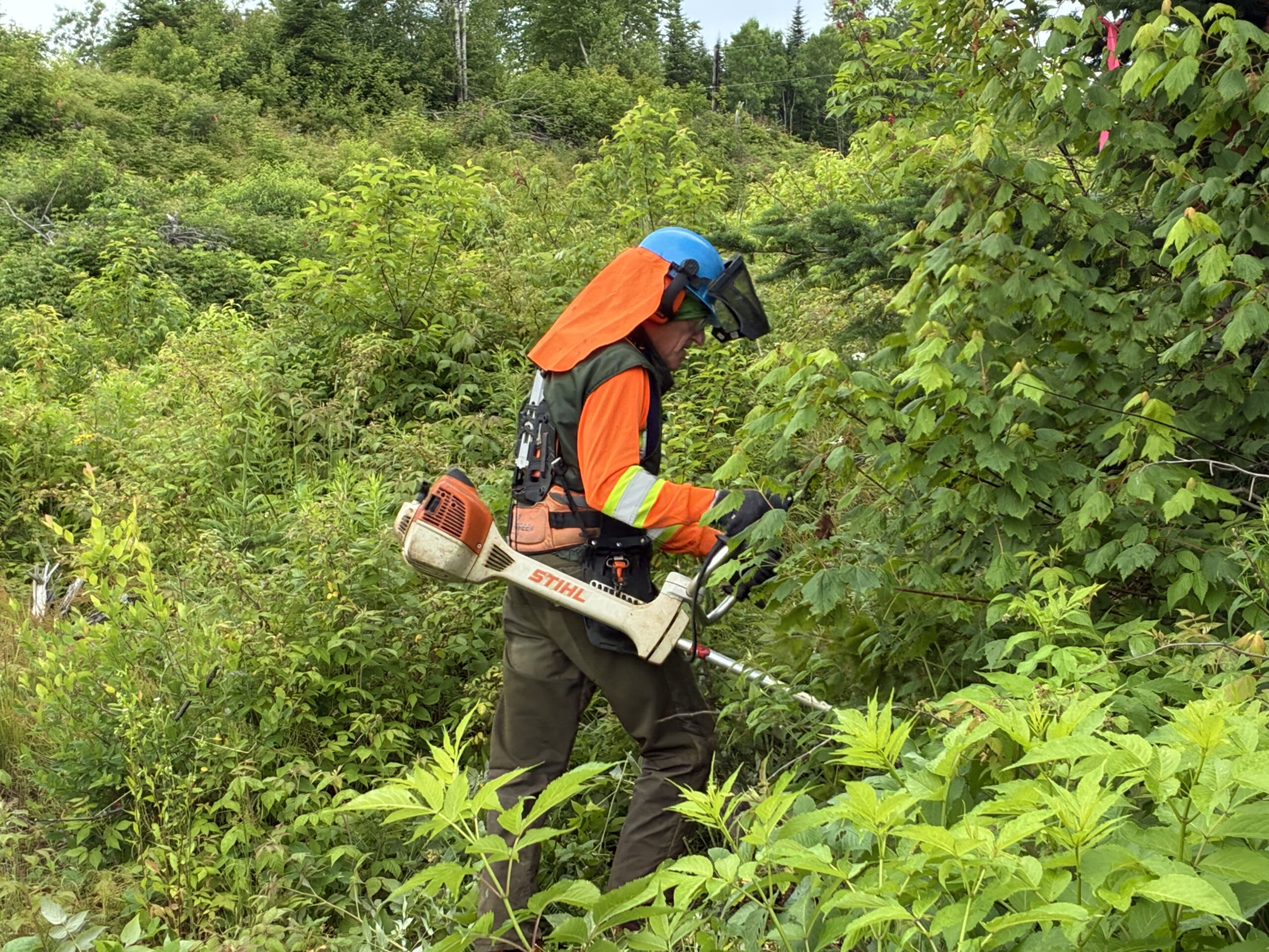 Mort programmée du métier de sylviculteur au Québec
