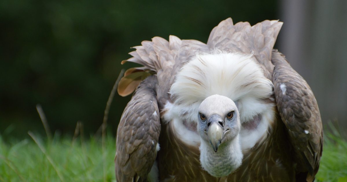 vautour