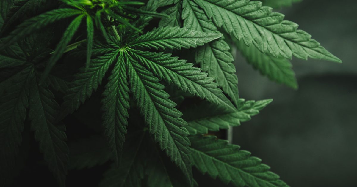 2016_cannabis_CSN