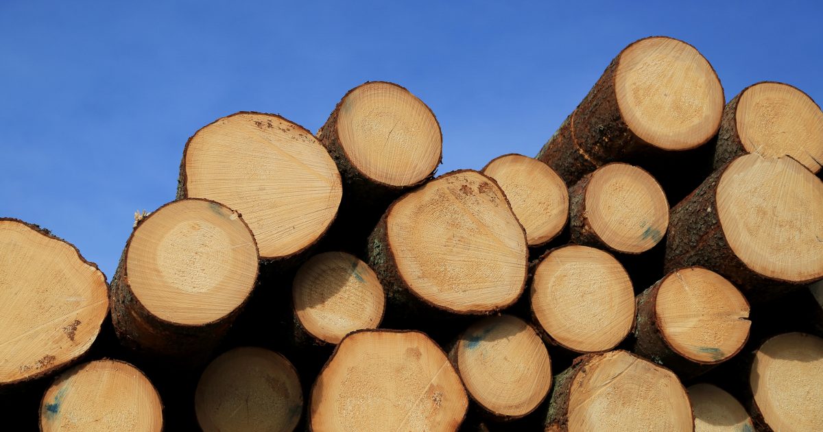 Timber Logs and Blue Sky