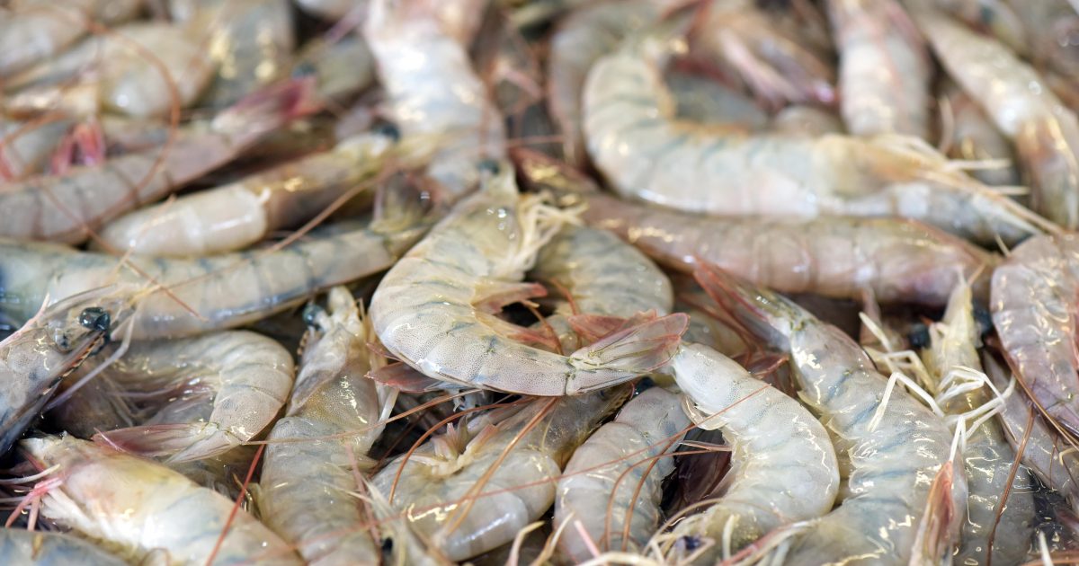 Shrimp exposed in fish market
