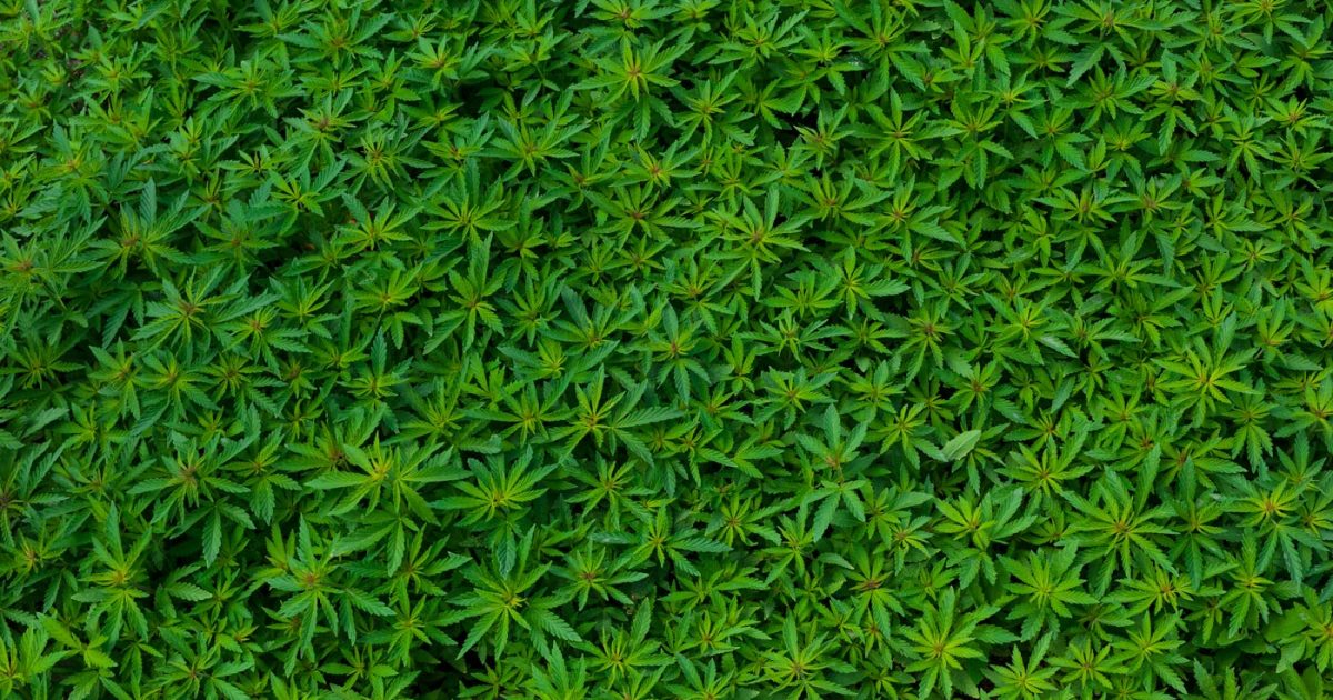 2017-11-16_cannabis_CSN