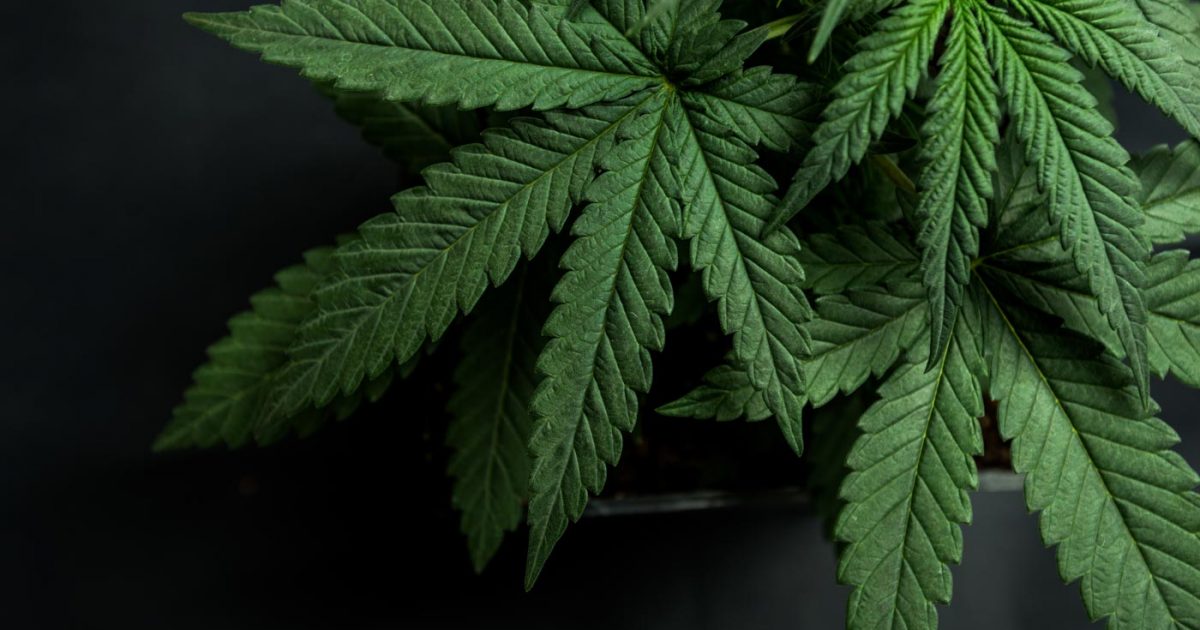 2018-01-16_cannabis_CSN