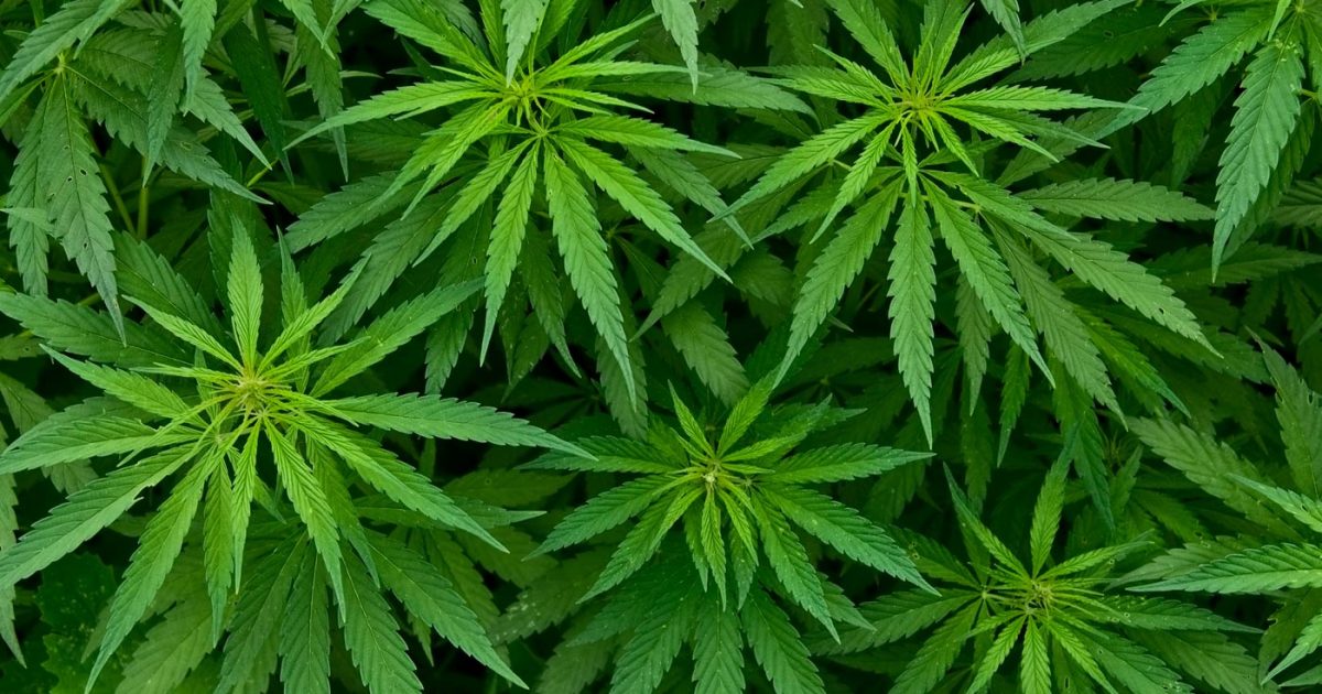 2018-10-19_cannabis_CSN