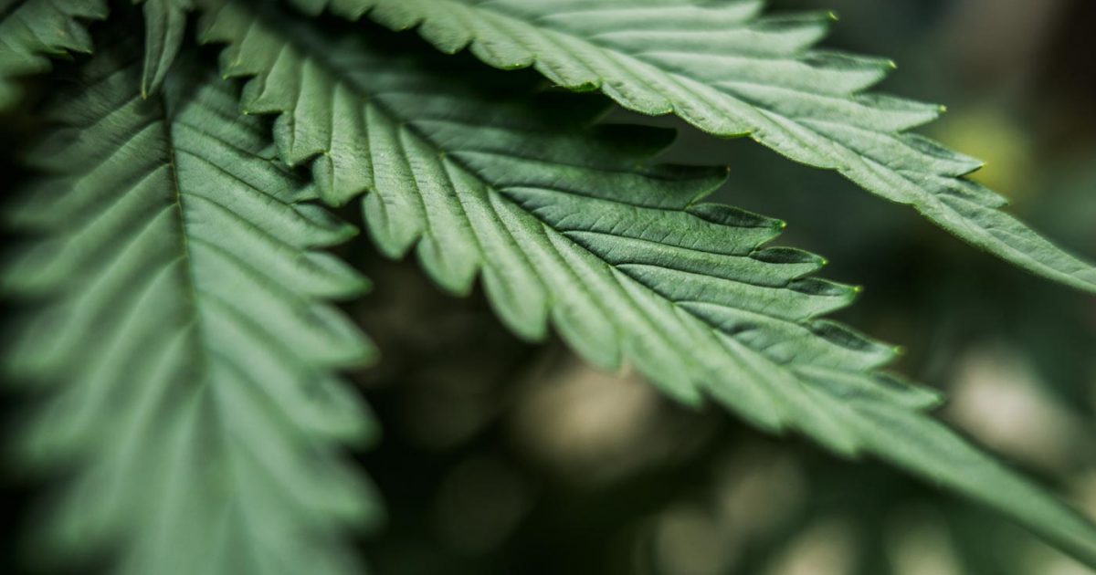 2019-02-08_cannabis_TDHT