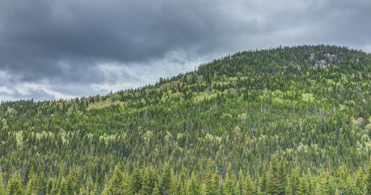 2020-06_foret-covid_CSN