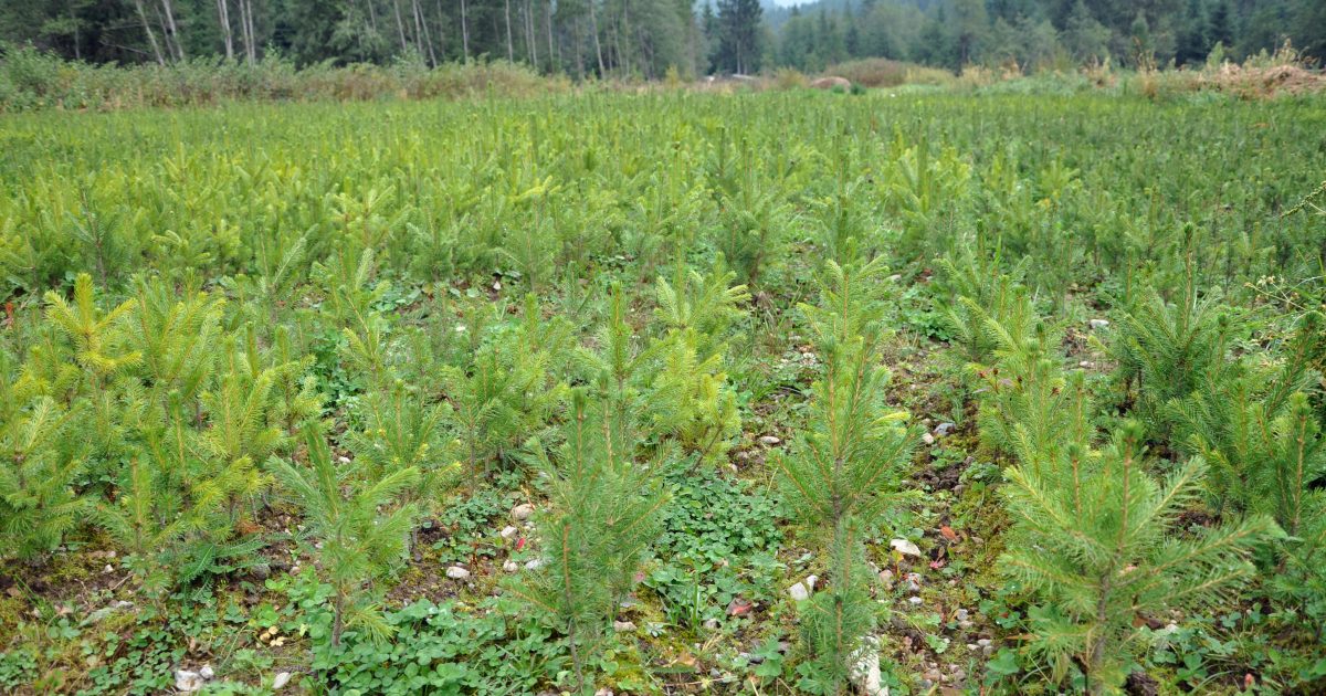 Fir tree nursery, young spruce growing