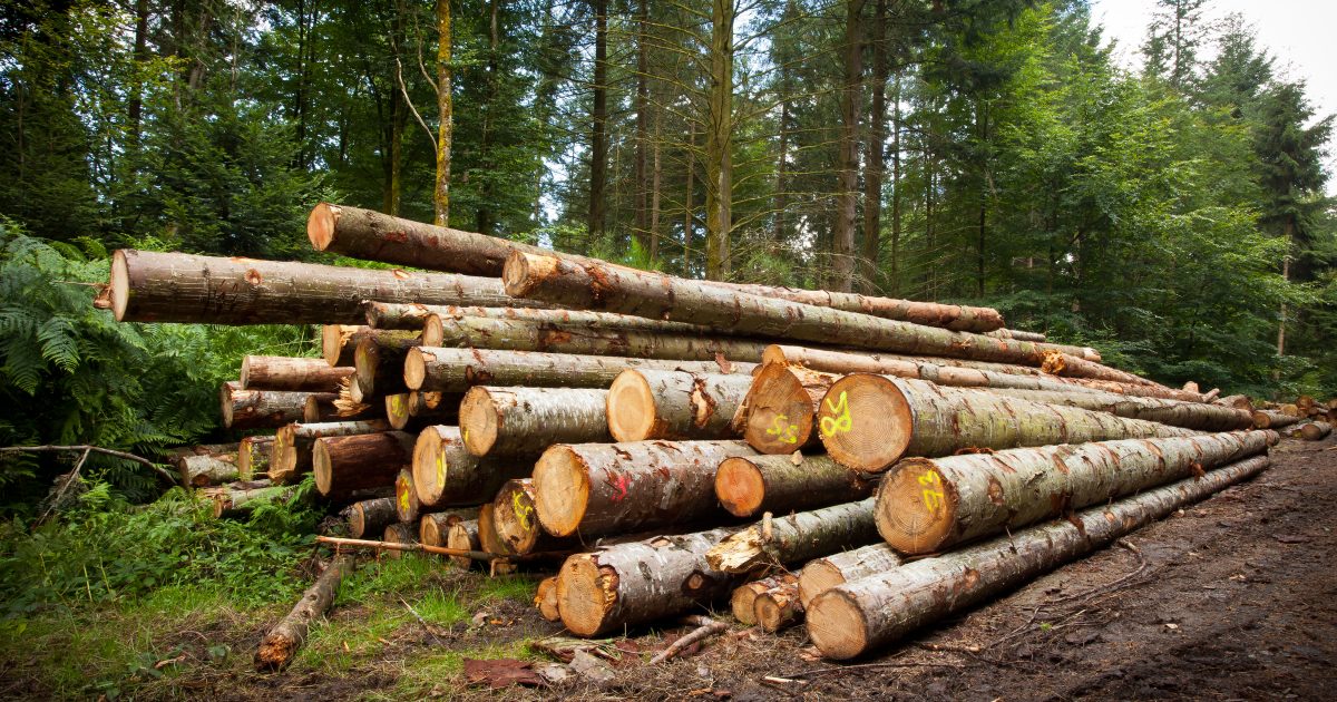bois tronc coupe dbardage bille sapin gestion forestire for