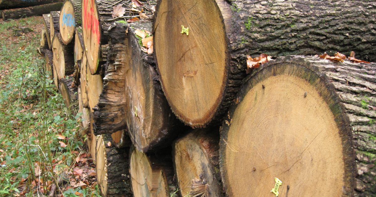 Holz im Wald