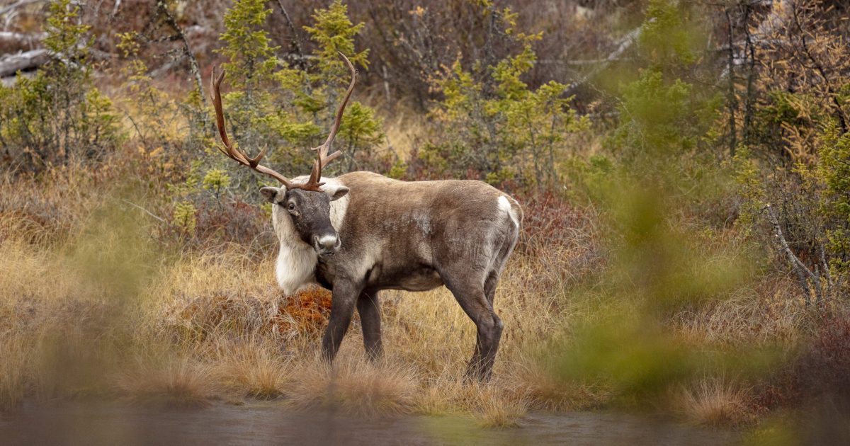 Caribou_forestier_2017_Parc_National_des_Grands_Jardins_47.6833°N_70.85°W_(271) (1)