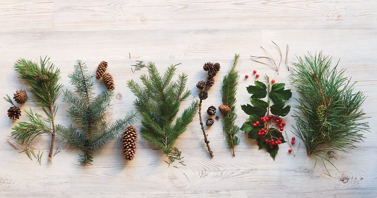Fir tree plant