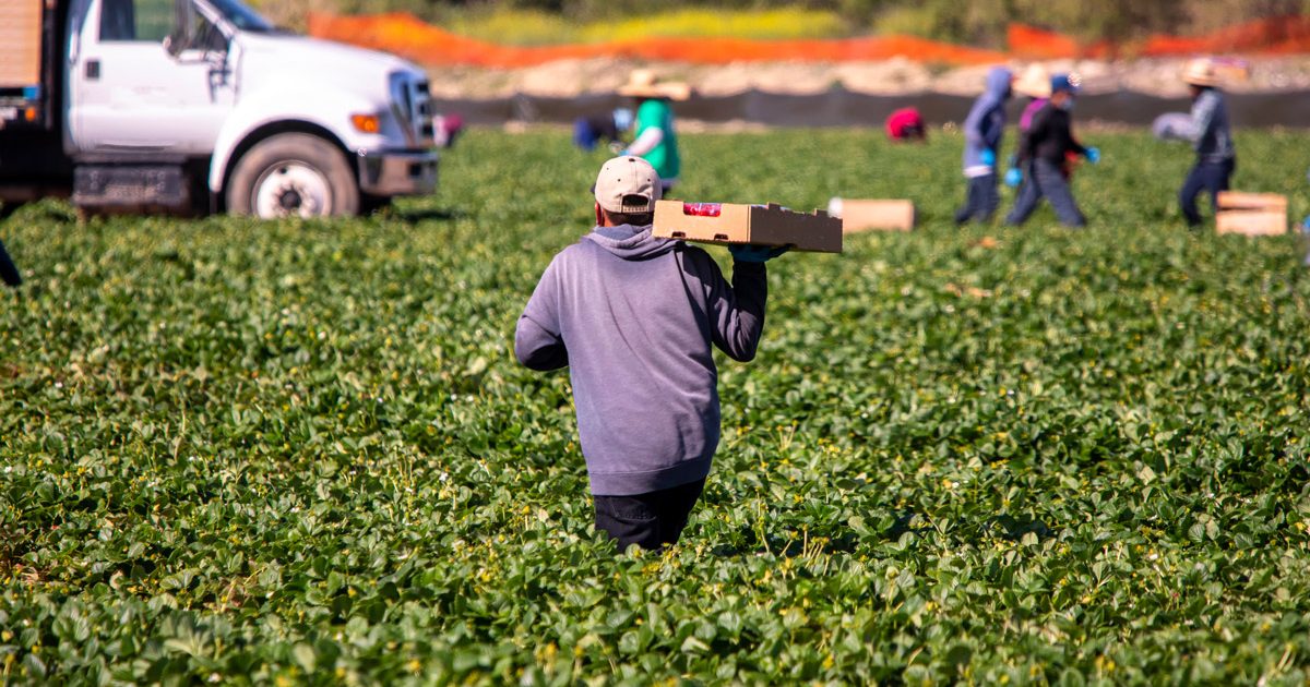 Immigrant travailleur saisonnier