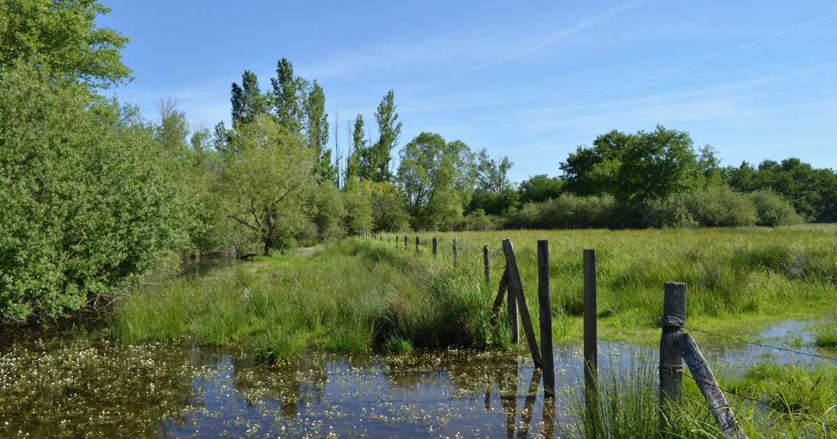 Marais de Morlin a Taluyers (69)