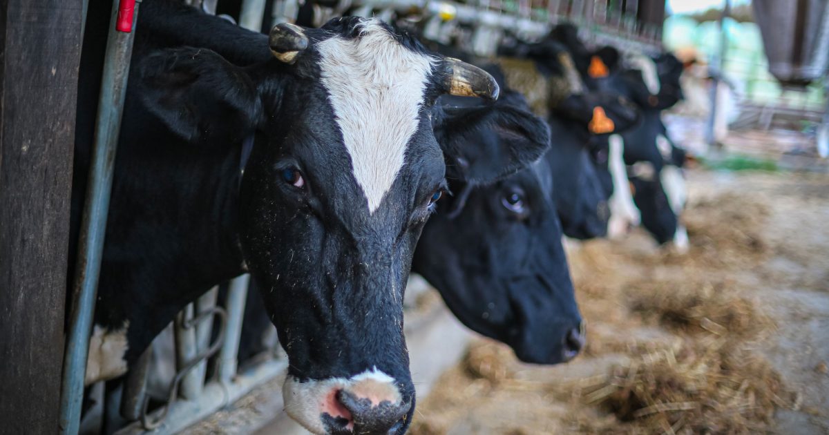 vaches
